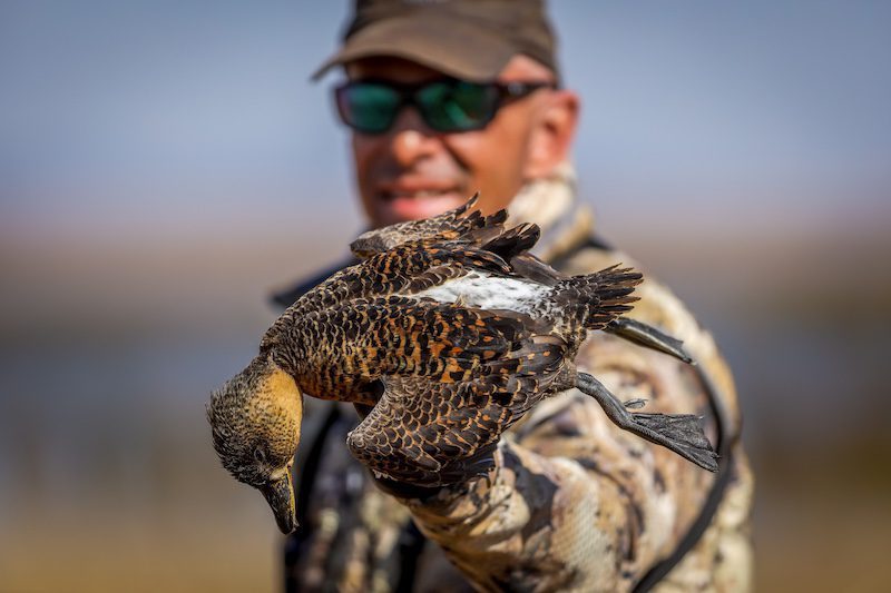 white backed duck species south africa