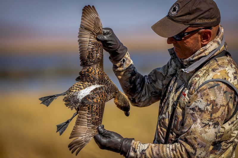 white backed duck species south africa