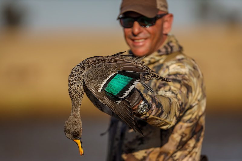 african yellow-billed duck hunt in south africa