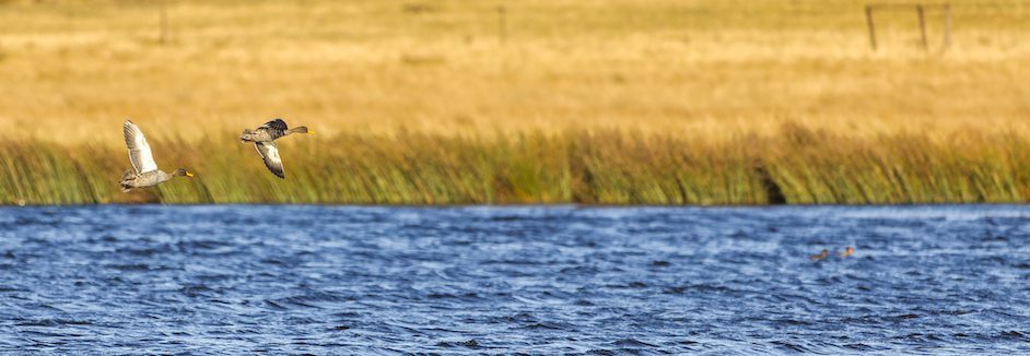 african yellow-billed duck sopecies in south africa