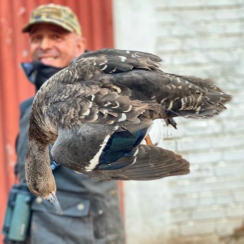 African Black Duck