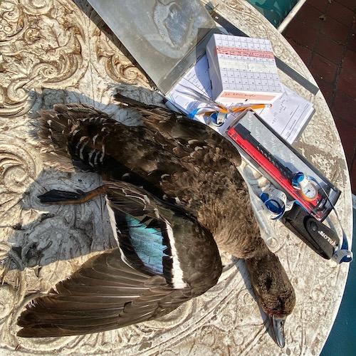 African Black Duck Sample