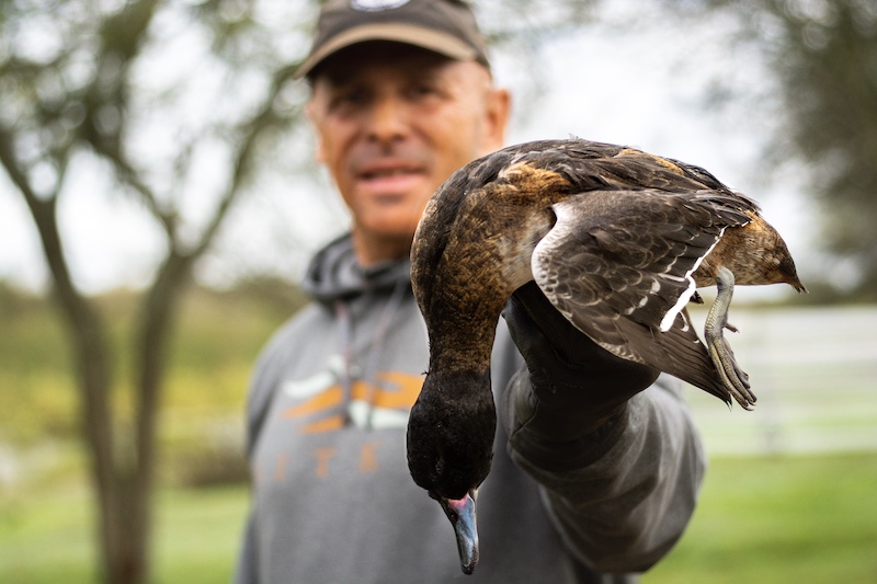 black headed duck