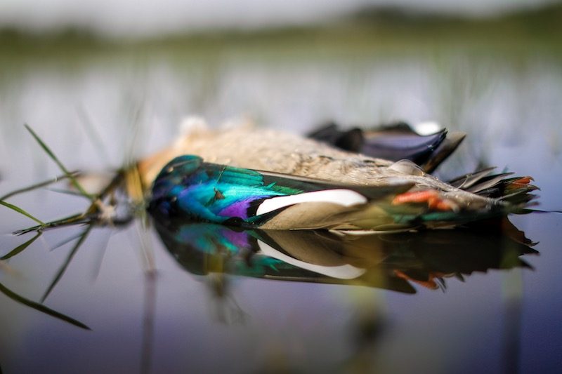 Brazilian Duck