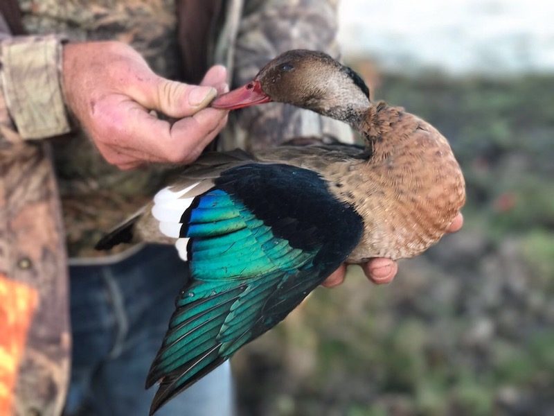 Brazilian Teal Duck