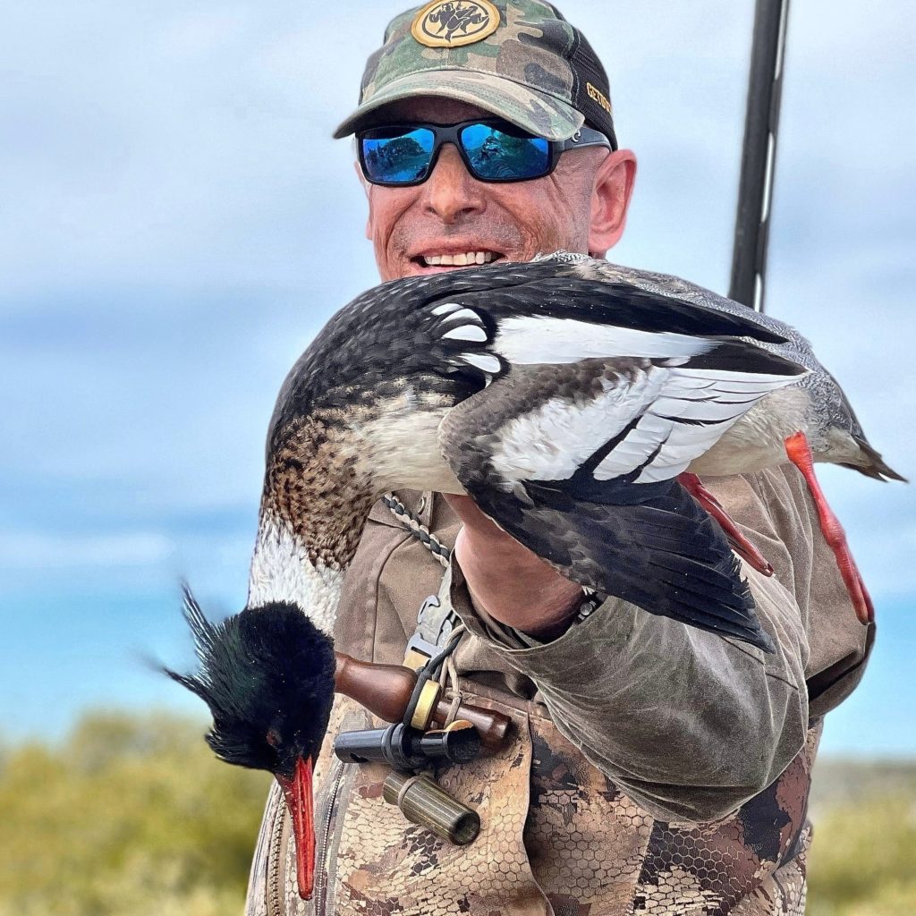 Red-breasted Merganser