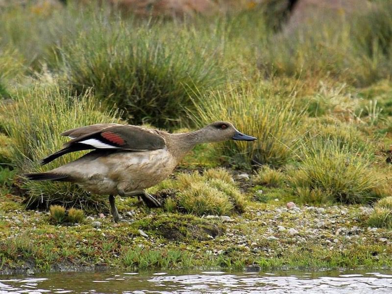 Crested Duck in peru