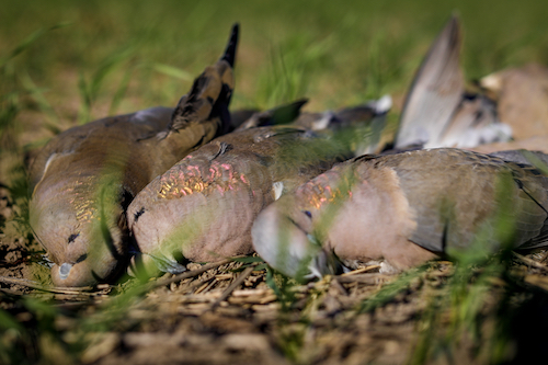 Eared Dove