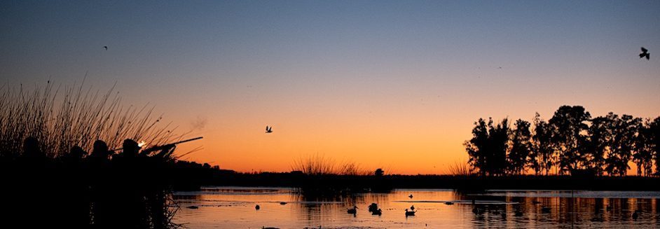 duck species in argentina to hunt