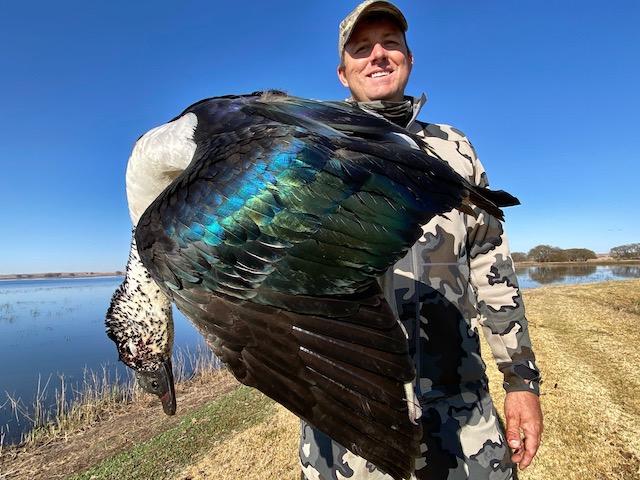 african knob-billed duck