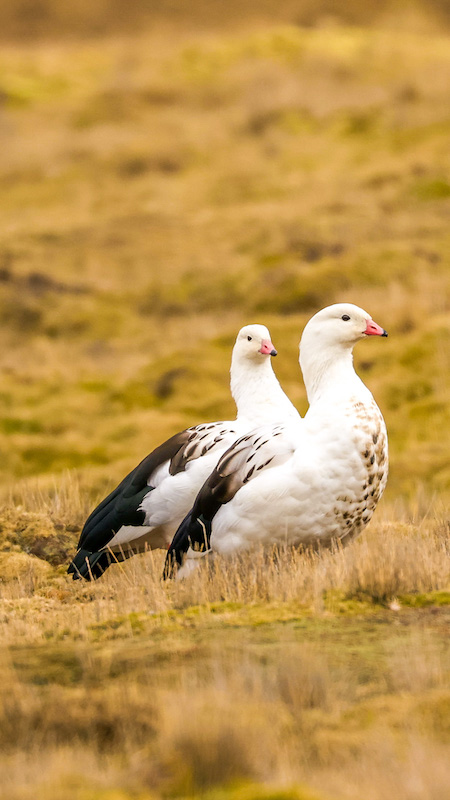 andean geese in peru