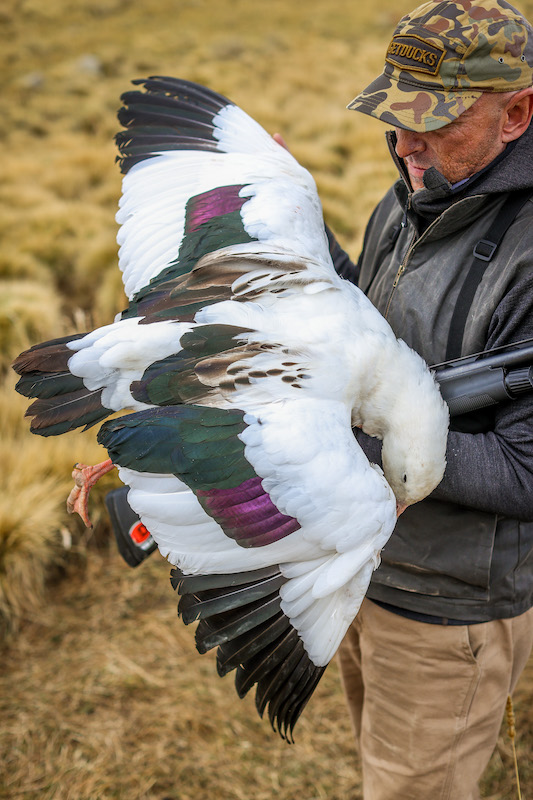 andean goose