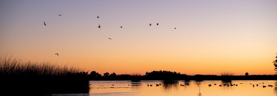 argentina duck species