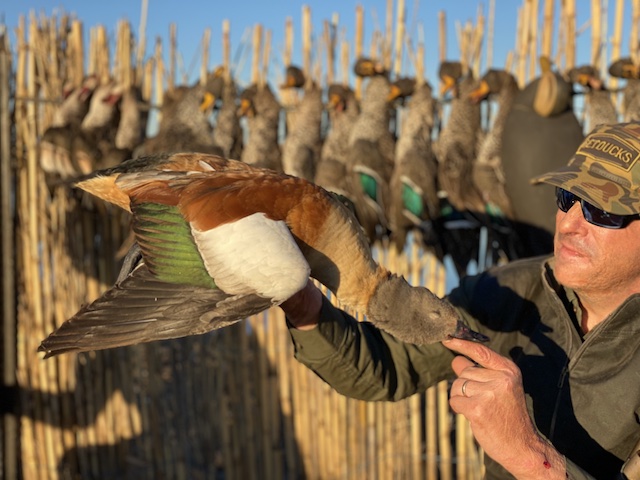 drake cape shelduck