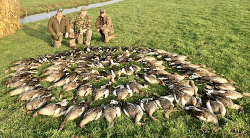 greylag goose hunting