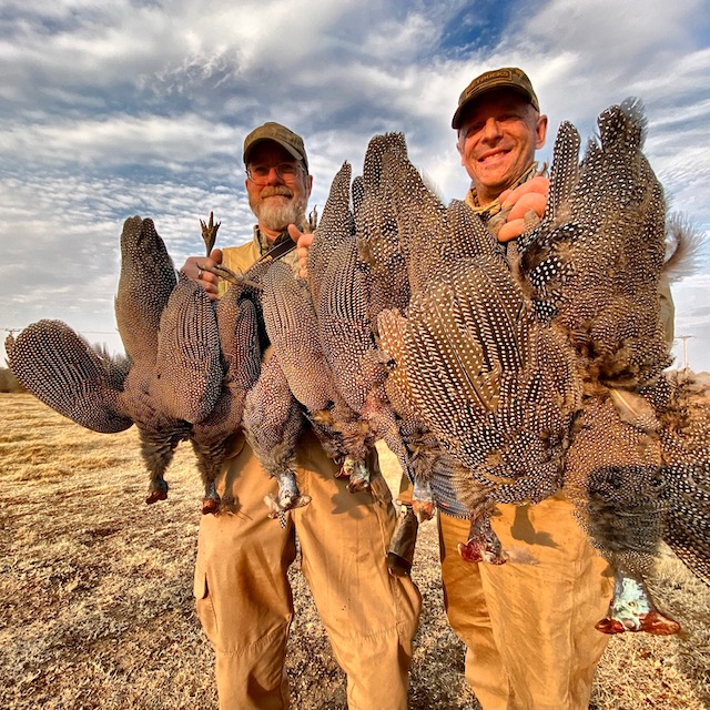 guineafowl