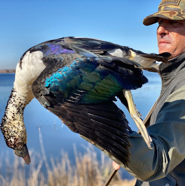 knob-billed duck