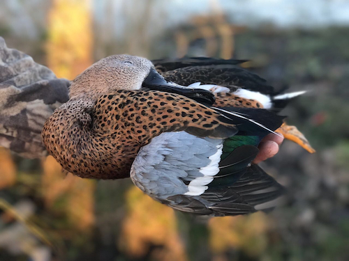 red shoveler