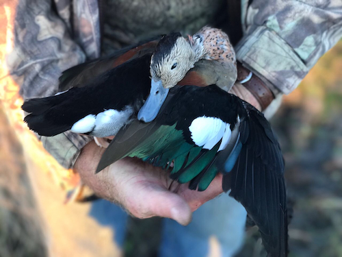 ringed teal