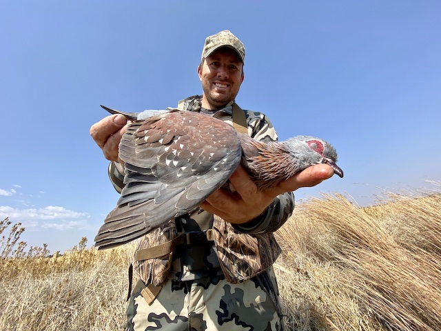 rock pigeon