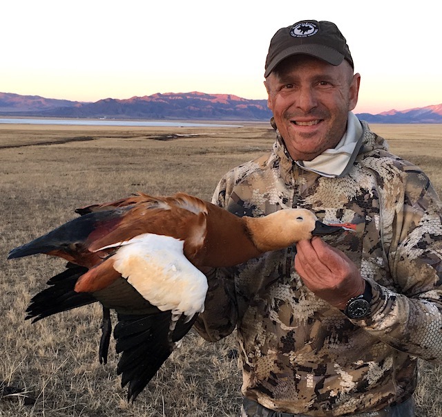 ruddy shelduck