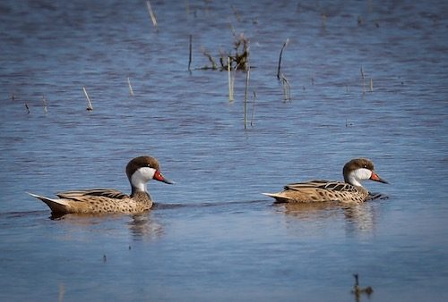 white-cheeked pintail