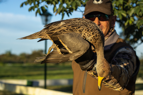 yellow billed pintail