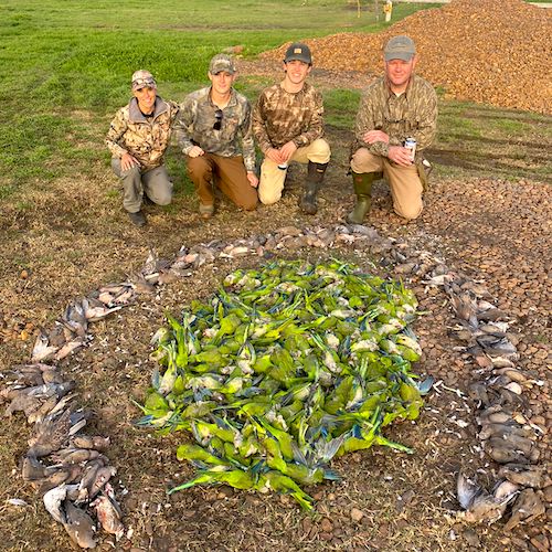 argentina bird hunt