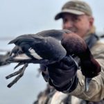 ferruginous pochard