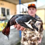 ferruginous Pochards