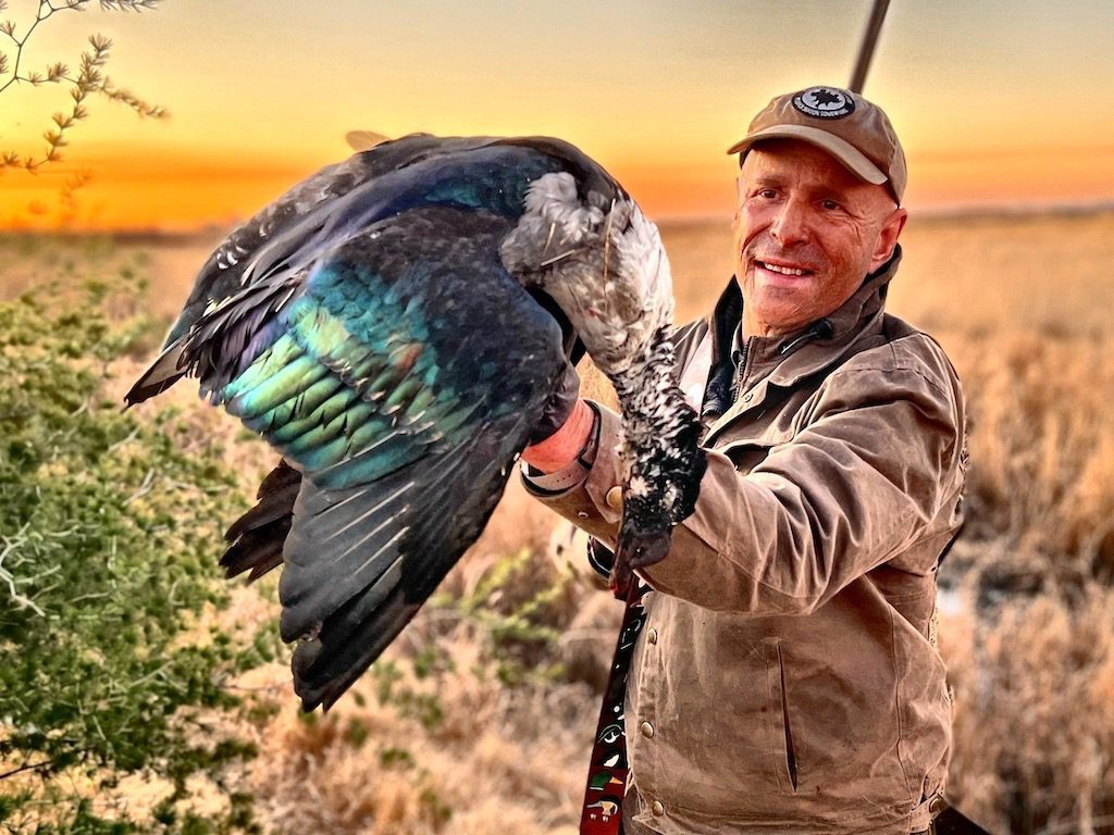 SOUTH AFRICA KNOB-BILLED DUCK