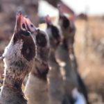 South Africa goose Hunting