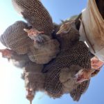 South Africa guineafowl Hunt
