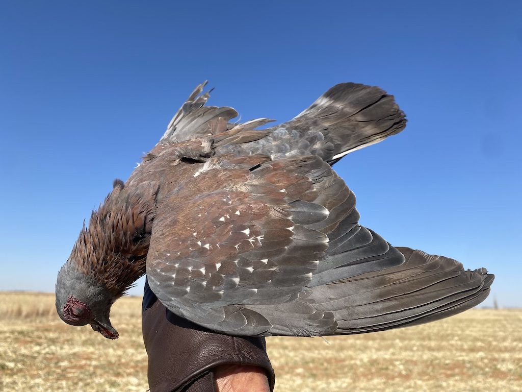 South Africa rock pigeon