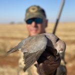 South Africa Dove