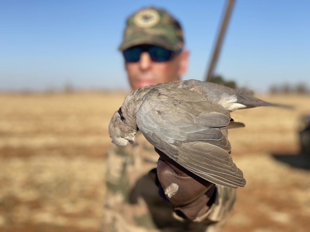 South Africa dove
