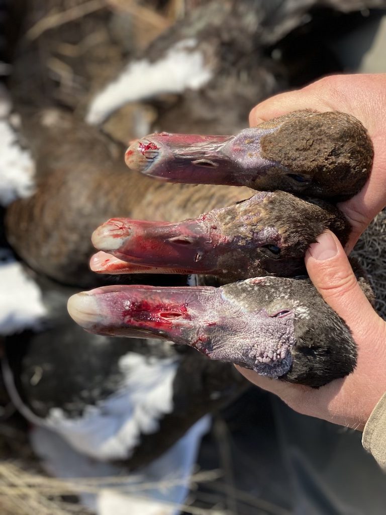 South Africa spur winged goose Hunts