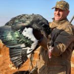 South Africa spur winged goose