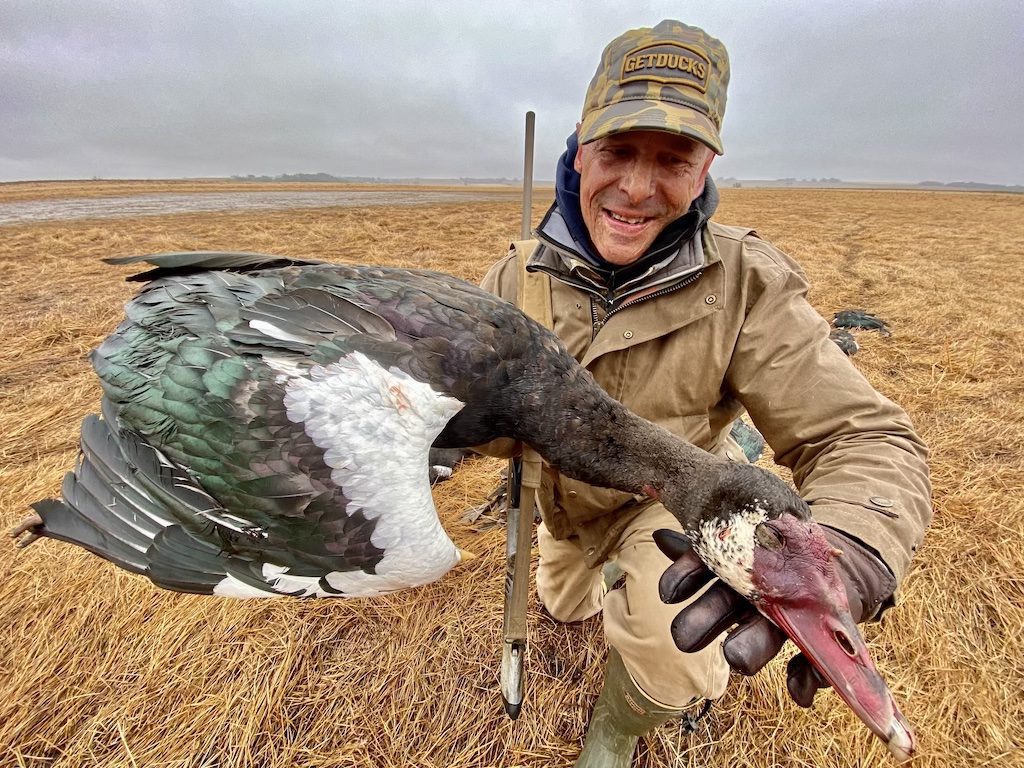 South Africa spur winged goose Hunt