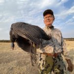 South Africa guineafowl