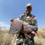 South Africa rock pigeon