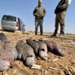 South Africa dove Hunt