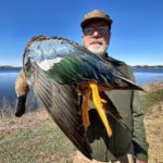 South Africa cape shoveler