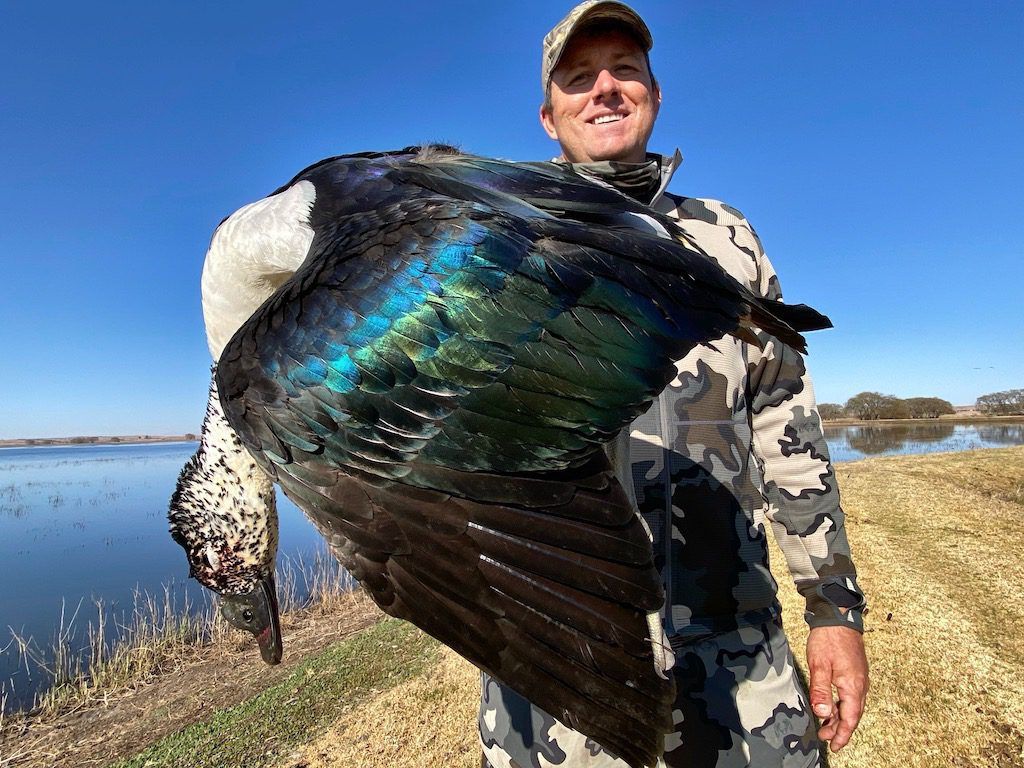 South Africa knob billed duck