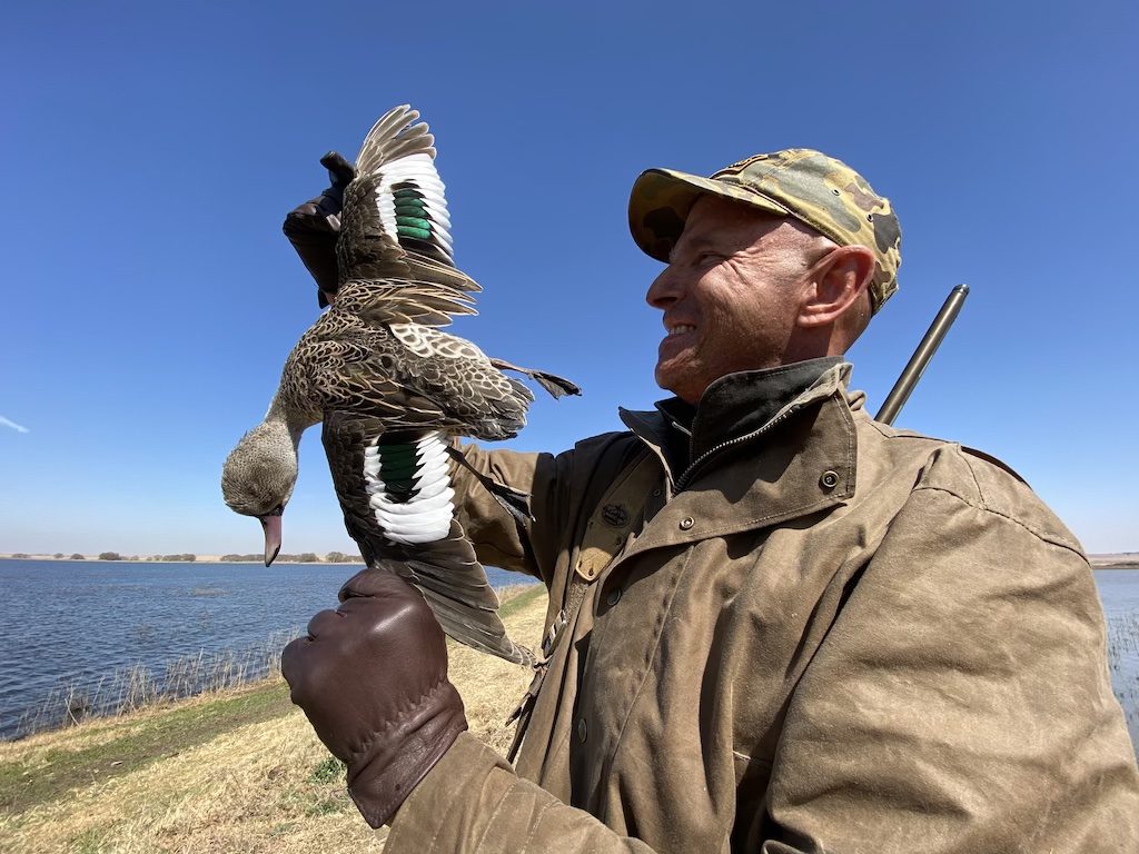 South Africa cape teal