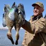 South Africa cape shovelers