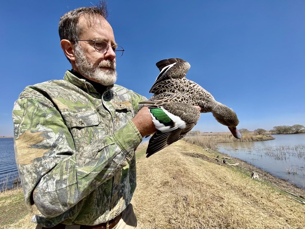 South Africa cape teal