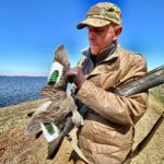 South Africa cape teal