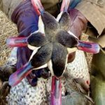 South Africa red billed teal