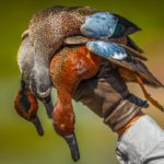 MAZATLAN MEXICO DUCK HUNT